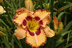 Rainbow Rhythm Lake of Fire Daylily (Hemerocallis 'Lake of Fire') at Lakeshore Garden Centres