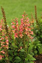 Falcon Fire Tender Foxglove (Digiplexis 'Falcon Fire') at Lakeshore Garden Centres
