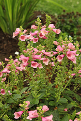 Flamingo Tender Foxglove (Digiplexis 'Flamingo') at Lakeshore Garden Centres