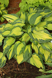 Sister Act Hosta (Hosta 'Sister Act') at Lakeshore Garden Centres
