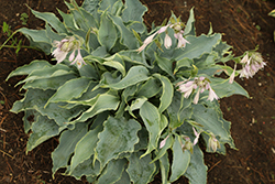 Tears In Heaven Hosta (Hosta 'Tears In Heaven') at Lakeshore Garden Centres
