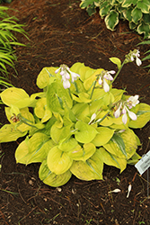 Time Traveler Hosta (Hosta 'Time Traveler') at Lakeshore Garden Centres