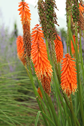Joker's Wild Torchlily (Kniphofia 'Joker's Wild') at Lakeshore Garden Centres