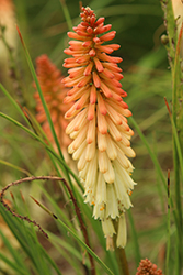 Orange Vanilla Popsicle Torchlily (Kniphofia 'Orange Vanilla Popsicle') at Lakeshore Garden Centres