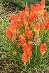 Papaya Popsicle Torchlily (Kniphofia 'Papaya Popsicle') at Lakeshore Garden Centres