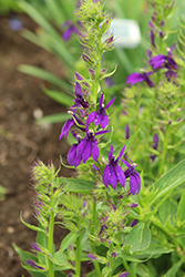 Starship Blue Lobelia (Lobelia 'Starship Blue') at Lakeshore Garden Centres