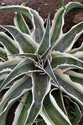 Bridal Falls Mangave (Mangave 'Bridal Falls') at Lakeshore Garden Centres