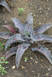 Fiercely Fabulous Mangave (Mangave 'Fiercely Fabulous') at Lakeshore Garden Centres