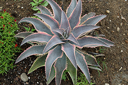 Foxy Lady Mangave (Mangave 'Foxy Lady') at Lakeshore Garden Centres