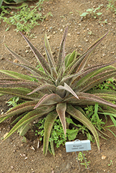 Jabber Jaws Mangave (Mangave 'Jabber Jaws') at Lakeshore Garden Centres