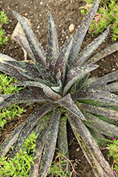 Maverick Mangave (Mangave 'Maverick') at Lakeshore Garden Centres