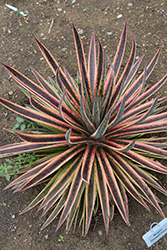 Pineapple Punch Mangave (Mangave 'Pineapple Punch') at Lakeshore Garden Centres