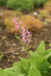 Fashionista Sweet Petite Sage (Salvia 'Sweet Petite') at Lakeshore Garden Centres