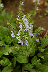 Fashionista Vanity Flair Sage (Salvia 'Vanity Flair') at Lakeshore Garden Centres