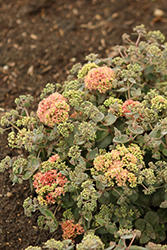 Rock 'N Grow Coraljade Stonecrop (Sedum 'Coraljade') at Peter Knippel Garden Centre