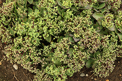 Rosy Cheeks Stonecrop (Sedum 'Rosy Cheeks') at Lakeshore Garden Centres