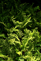 Lady Fern (Athyrium filix-femina 'Veroniae Cristatum') at Lakeshore Garden Centres