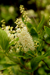 Summersweet (Clethra alnifolia) at Green Thumb Garden Centre