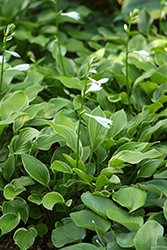 American Sweetheart Hosta (Hosta 'American Sweetheart') at Lakeshore Garden Centres