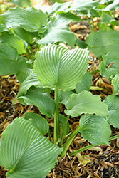Green Piecrust Hosta (Hosta 'Green Piecrust') at Lakeshore Garden Centres
