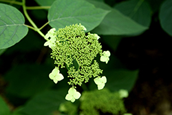 Silver Leaf Hydrangea (Hydrangea radiata) at Lakeshore Garden Centres
