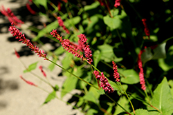Mountain Fleece (Persicaria amplexicaulis 'Speciosa') at Lakeshore Garden Centres