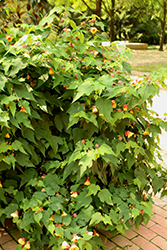 Apricot Flowering Maple (Abutilon 'Apricot') at A Very Successful Garden Center