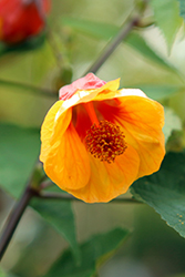 Apricot Flowering Maple (Abutilon 'Apricot') at A Very Successful Garden Center