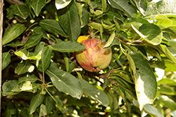 Red Chief Apple (Malus 'Red Chief') at Lakeshore Garden Centres