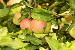 Starkspur Red Delicious Apple (Malus 'Starkspur Red Delicious') at Lakeshore Garden Centres