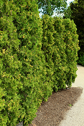 Patriot Arborvitae (Thuja occidentalis 'Klmeighteen') at Lakeshore Garden Centres