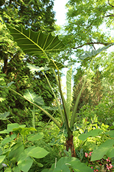 Sarian African Mask (Alocasia 'Sarian') at Lakeshore Garden Centres