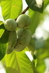 Common Paw Paw (Asimina triloba) at Lakeshore Garden Centres