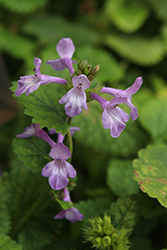 Superba Big Betony (Stachys macrantha 'Superba') at Lakeshore Garden Centres