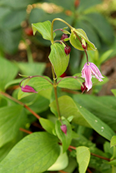 Pitcher's Leather Flower (Clematis pitcheri) at Lakeshore Garden Centres
