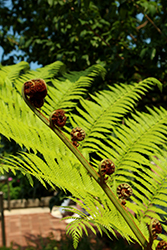 Rough Tree Fern (Cyathea australis) at Lakeshore Garden Centres