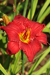 Count Radish Plus Daylily (Hemerocallis 'Count Radish Plus') at Lakeshore Garden Centres