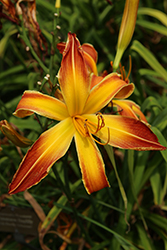 Firestorm Daylily (Hemerocallis 'Firestorm') at Lakeshore Garden Centres