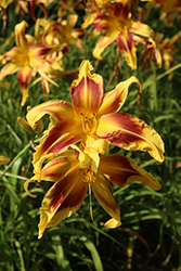 Lady Neva Daylily (Hemerocallis 'Lady Neva') at Lakeshore Garden Centres