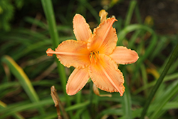 Mango Thrills Daylily (Hemerocallis 'Mango Thrills') at Lakeshore Garden Centres