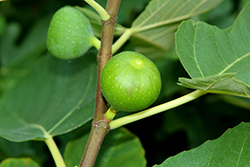 Deanna Fig (Ficus carica 'Deanna') at Lakeshore Garden Centres