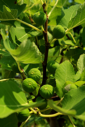 White Marseilles Fig (Ficus carica 'White Marseilles') at Lakeshore Garden Centres