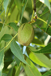 Pecan (Carya illinoinensis) at Peter Knippel Garden Centre
