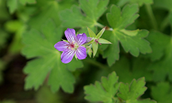 Lakwijk Star Siberian Cranesbill (Geranium wlassovianum 'Lakwijk Star') at Lakeshore Garden Centres