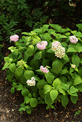 Bouquet Rose Hydrangea (Hydrangea macrophylla 'Bouquet Rose') at Lakeshore Garden Centres
