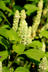Squirrel's Tail (Justicia betonica) at Lakeshore Garden Centres