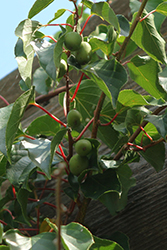 Ananasnaya Female Hardy Kiwi (Actinidia arguta 'Ananasnaya') at Peter Knippel Garden Centre