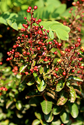Barista Dark Roast Crapemyrtle (Lagerstroemia 'Dark Roast') at Lakeshore Garden Centres