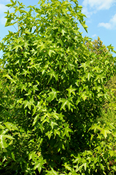 Brotzman's Corky Sweet Gum (Liquidambar styraciflua 'Brotzman #1') at Lakeshore Garden Centres