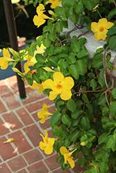 Diamantina Opal Yellow Mandevilla (Mandevilla 'LANCONNECTICUT') at Lakeshore Garden Centres